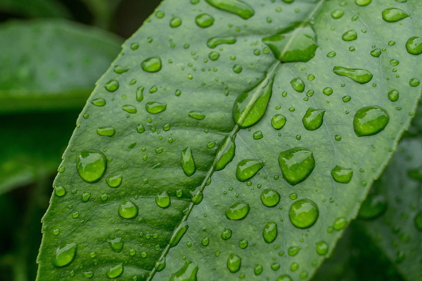 Close-up of green leaf with fresh water droplets