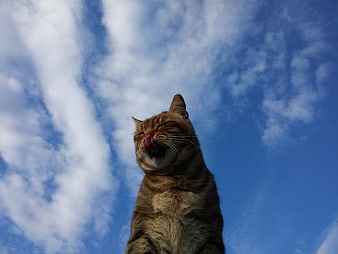 Low angle shot of a tabby cat licking its nose against a blue sky