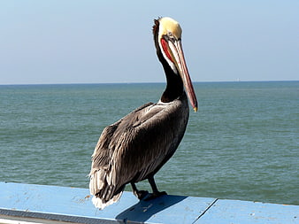 Brown Pelican Standing on Blue Pier by Ocean
