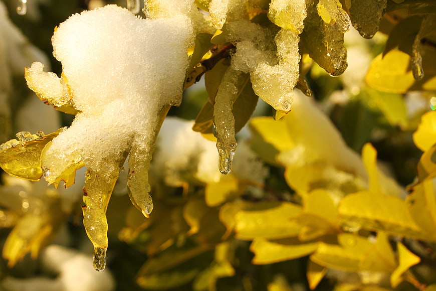 Close-up of yellow leaves covered in ice and snow