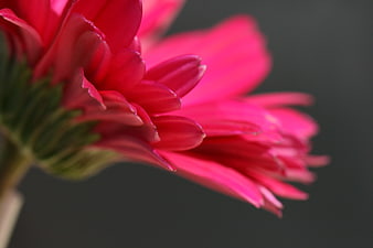 Close-up of vibrant pink gerbera daisy petals