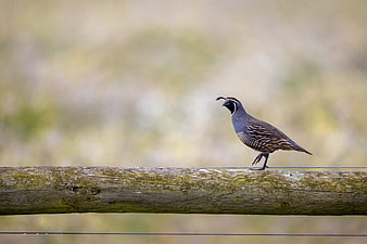 California Quail Perched on Wooden Fence Rail