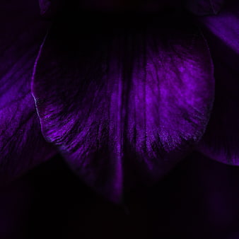 Close-up of dark purple flower petal texture