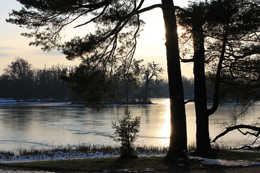 Silhouetted Pine Trees Framing Frozen Lake at Sunset