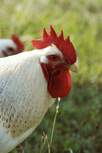 Close-up of a white rooster with red comb in a field