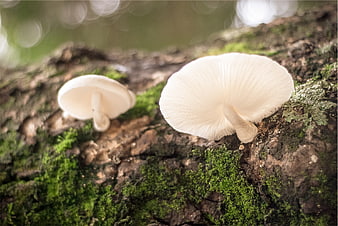 Close-up of white mushrooms growing on mossy tree bark