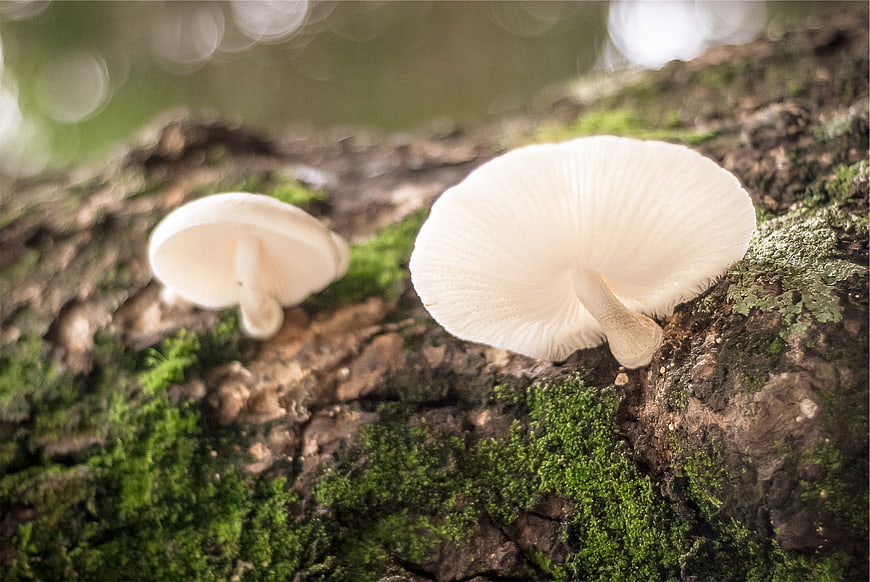 Close-up of white mushrooms growing on mossy tree bark