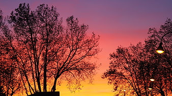 Silhouetted Trees Against Vibrant Sunset Sky