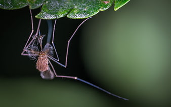 Macro photography of a mosquito hanging from a green leaf