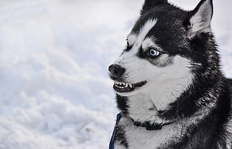 Siberian Husky Portrait In Snowy Winter Landscape