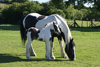 Piebald Mare and Foal Grazing in Green Pasture