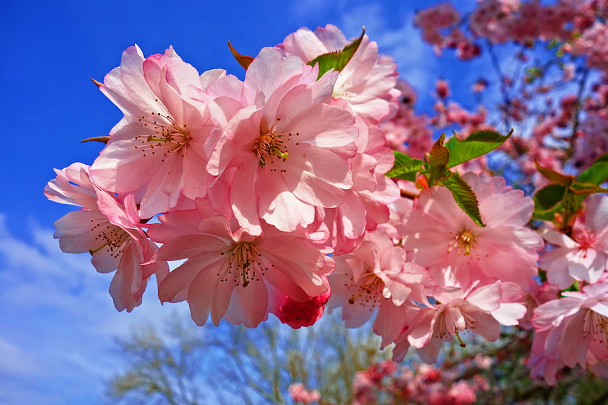 Pink Cherry Blossoms Against Blue Sky