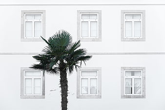 Minimalist white building facade with palm tree and windows