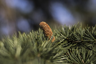 Close-up of a young fir cone on a green pine branch