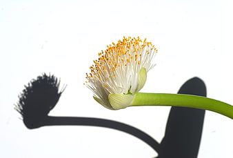 White Bloodroot Flower Bloom with Sharp Shadow