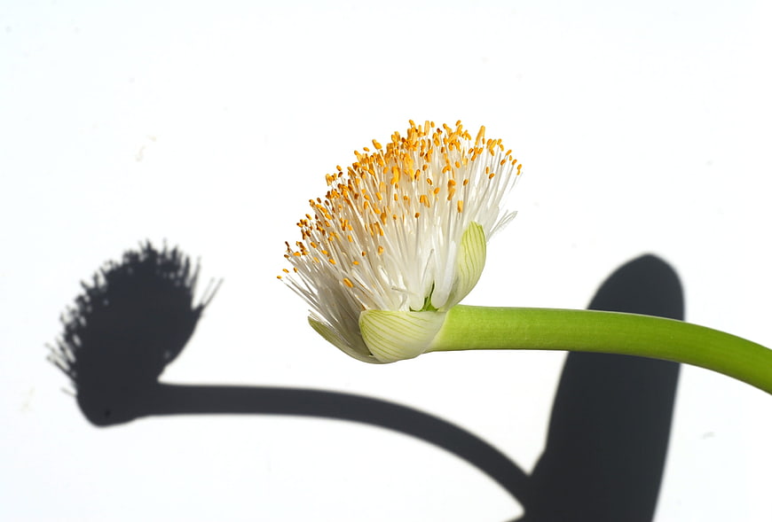 White Bloodroot Flower Bloom with Sharp Shadow