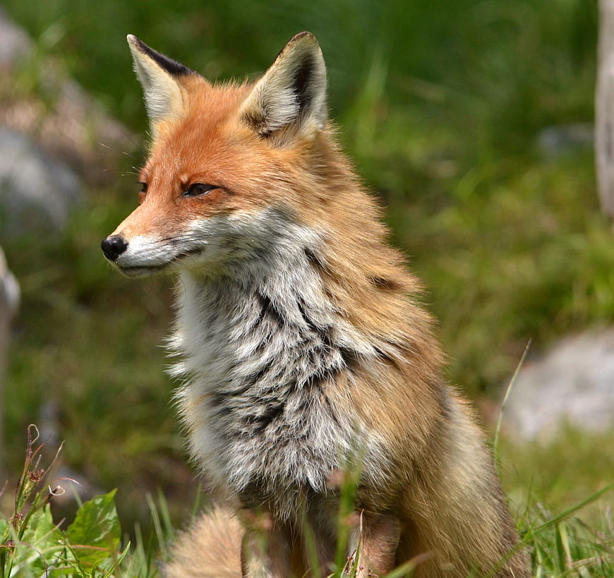 Red Fox Cub Sitting in Green Forest Grass