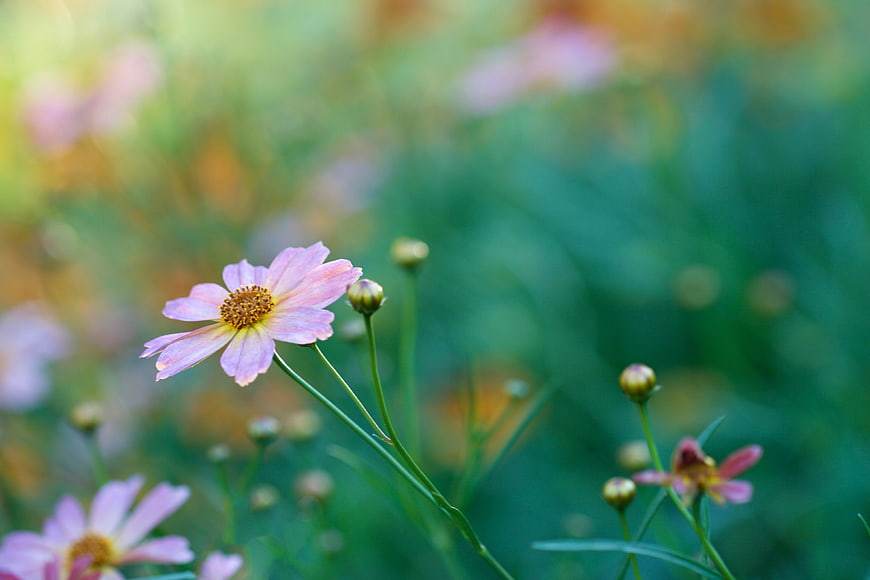 Pink Cosmos Flower in Green Meadow with Soft Focus