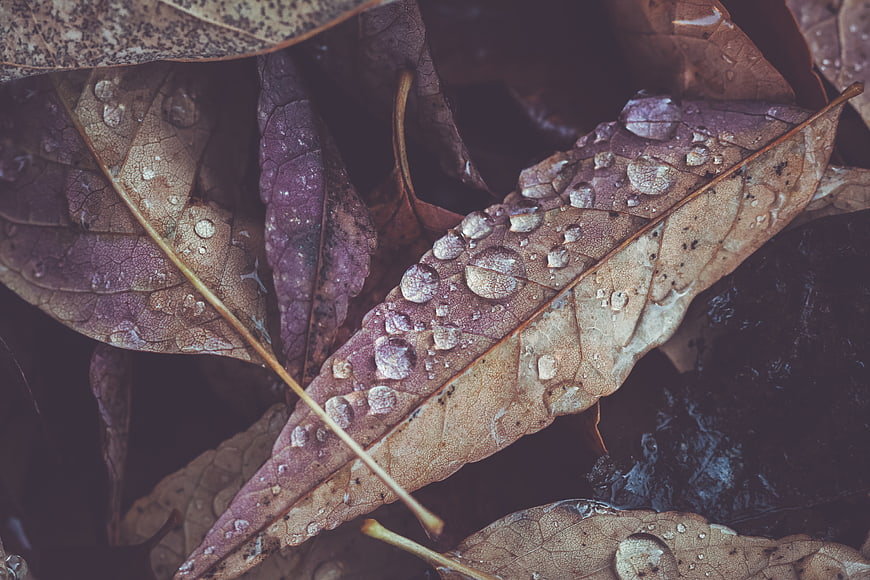 Close-up of wet autumn leaves with water droplets