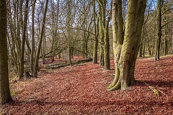 Bare Deciduous Trees In Autumn Forest With Leaf Litter