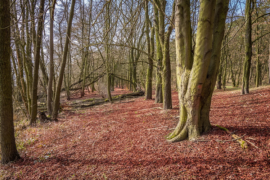 Bare Deciduous Trees In Autumn Forest With Leaf Litter