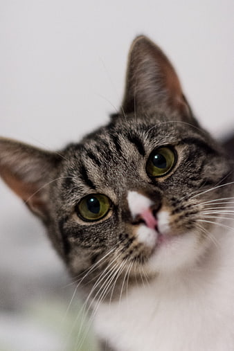 Close-up portrait of a cute tabby cat with green eyes