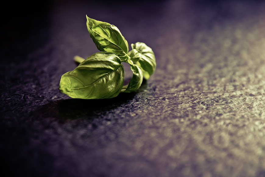 Fresh Basil Sprig on Dark Textured Background