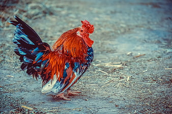 Colorful Rooster Standing On Farm Ground