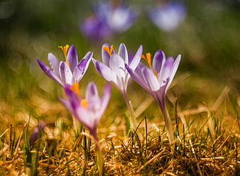 Purple Crocus Flowers Blooming in Spring Grass