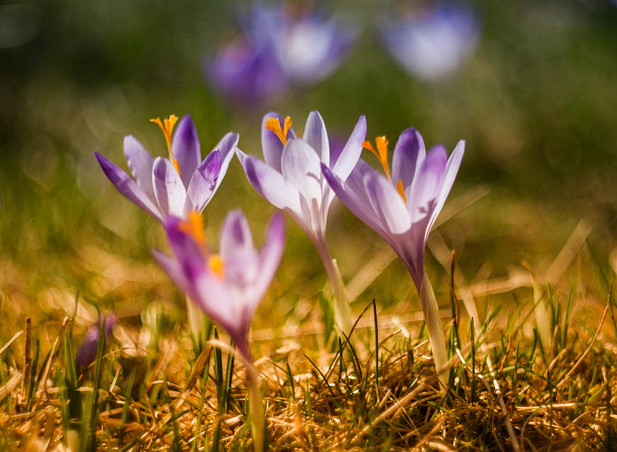 Purple Crocus Flowers Blooming in Spring Grass