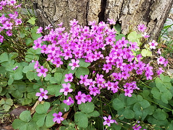 Vibrant Pink Wood Sorrel Flowers Growing at Tree Base