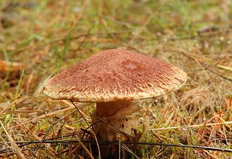 Close-up of a brown wild mushroom in forest grass