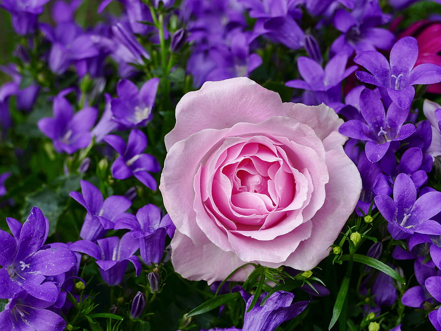 Pink Rose Surrounded by Purple Bellflowers