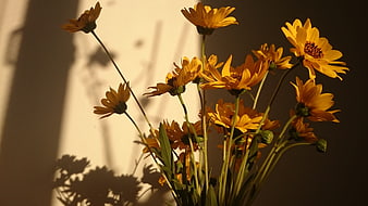 Yellow Wildflowers in Warm Sunlight with Shadows