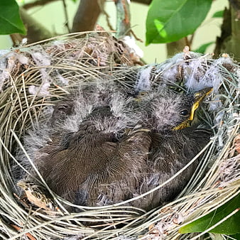 Baby bird in nest with downy feathers and yellow beak