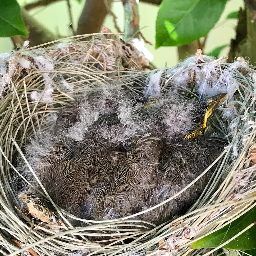Baby bird in nest with downy feathers and yellow beak