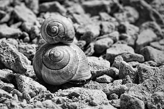 Two Stacked Snail Shells On Rocky Ground In Black And White
