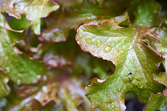 Close-up of Fresh Red Leaf Lettuce with Water Droplets