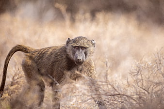 Yellow Baboon Standing in Dry African Savanna Grass