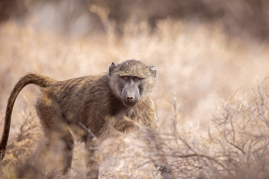Yellow Baboon Standing in Dry African Savanna Grass