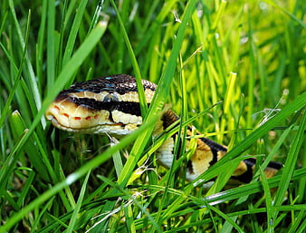 Close-up of a snake head and body in green grass