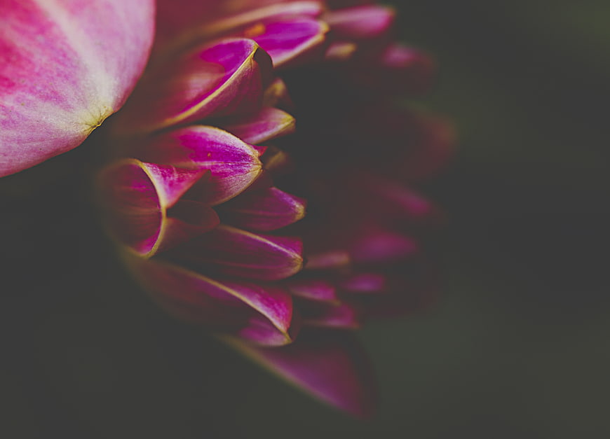 Close-up of Pink Dahlia Petals on Dark Background