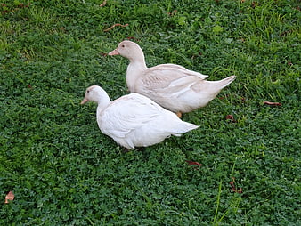Two white ducks standing on green grass