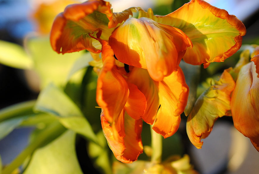 Close-up of vibrant orange and yellow tulips in sunlight