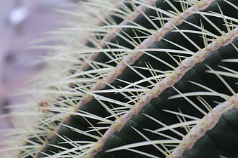Close-up of green cactus with sharp yellow spines