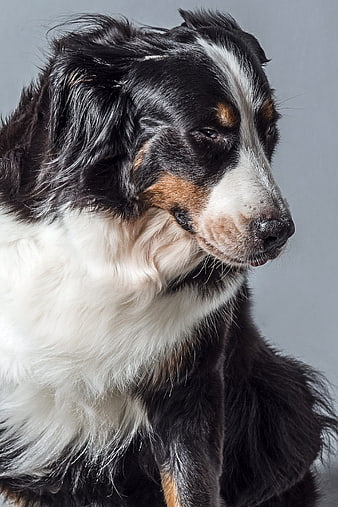 Close-up portrait of a Bernese Mountain Dog in profile