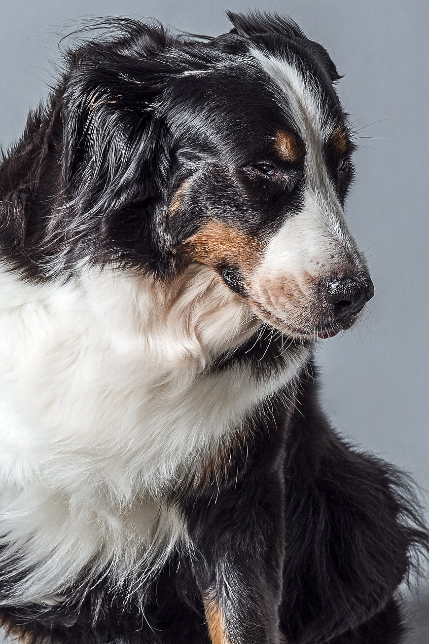 Close-up portrait of a Bernese Mountain Dog in profile