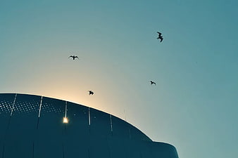 Silhouetted Birds Flying Over Modern Curved Architecture at Sunset
