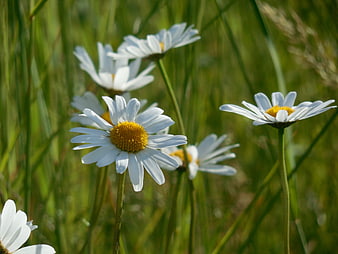 White Daisies Blooming in Green Meadow