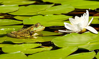 Green Frog Resting on Lily Pad Near White Water Lily